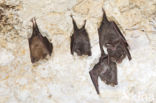 Lesser Horseshoe Bat (Rhinolophus hipposideros)