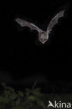 Lesser Horseshoe Bat (Rhinolophus hipposideros)