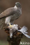 Havik (Accipiter gentilis)