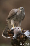 Havik (Accipiter gentilis)