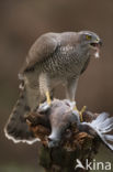 Havik (Accipiter gentilis)