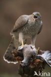 Havik (Accipiter gentilis)