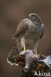 Havik (Accipiter gentilis)