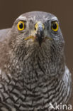 Havik (Accipiter gentilis)