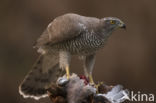 Havik (Accipiter gentilis)