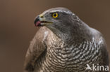 Havik (Accipiter gentilis)