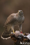 Havik (Accipiter gentilis)