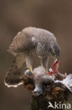 Havik (Accipiter gentilis)