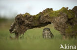 Little Owl (Athene noctua)