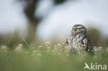 Little Owl (Athene noctua)