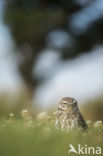 Little Owl (Athene noctua)