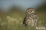 Little Owl (Athene noctua)