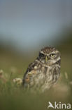 Little Owl (Athene noctua)