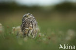 Little Owl (Athene noctua)