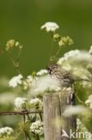 Graspieper (Anthus pratensis)