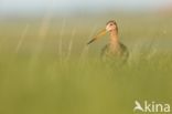 Grutto (Limosa limosa)