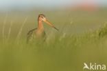 Grutto (Limosa limosa)