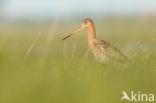 Grutto (Limosa limosa)