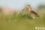 Black-tailed Godwit (Limosa limosa)