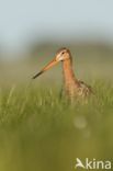 Black-tailed Godwit (Limosa limosa)