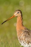 Black-tailed Godwit (Limosa limosa)