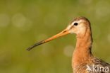 Grutto (Limosa limosa)