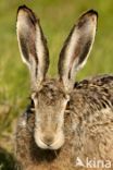 Brown Hare (Lepus europaeus)