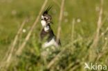 Lapwing (Vanellus vanellus)