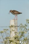 Common Redshank (Tringa totanus)