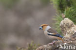 Hawfinch (Coccothraustes coccothraustes)