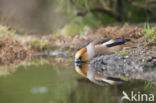 Hawfinch (Coccothraustes coccothraustes)