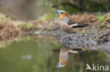 Hawfinch (Coccothraustes coccothraustes)