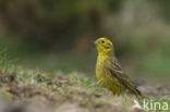 Yellowhammer (Emberiza citrinella)