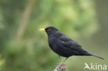 Eurasian Blackbird (Turdus merula)