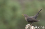 Eurasian Blackbird (Turdus merula)