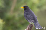 Merel (Turdus merula)