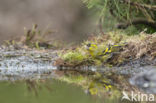 Eurasian Siskin (Carduelis spinus)