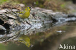 Eurasian Siskin (Carduelis spinus)