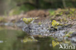 Eurasian Siskin (Carduelis spinus)