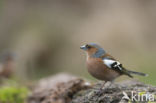 Chaffinch (Fringilla coelebs)