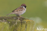 Eurasian Tree Sparrow (Passer montanus)