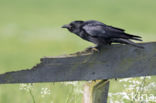 Zwarte Kraai (Corvus corone)