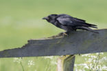 Carrion Crow (Corvus corone)