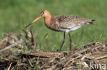 Black-tailed Godwit (Limosa limosa)