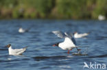 Zwartkopmeeuw (Larus melanocephalus)