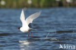 Zwartkopmeeuw (Larus melanocephalus)