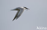 Sandwich Tern (Sterna sandvicencis)