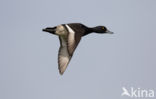 Tufted Duck (Aythya fuligula)