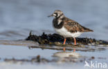 Steenloper (Arenaria interpres)