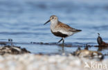 Bonte Strandloper (Calidris alpina)